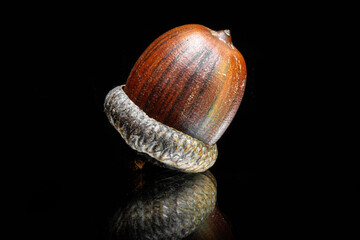 acorn with a black background