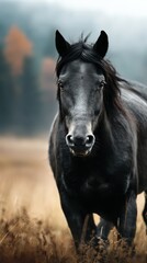 Obraz premium Majestic black horse standing in a golden grass field during early autumn morning