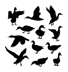 Obraz premium set of vector image silhouette of a duck