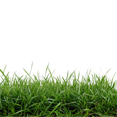 Fototapeta premium Lush green grass blades against a black background a vibrant nature scene
