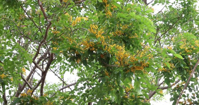 Bright yellow Padauk flowers with buds are in full bloom on the tree and swaying beautifully in the morning breeze. (Pterocarpus macrocarpus) For the Myanmar water festival (Thingyan).