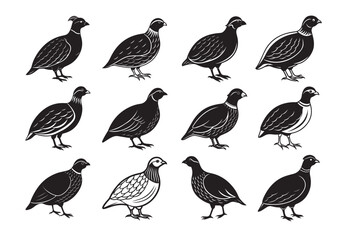 Obraz premium Bobwhite Quail Silhouette vector Set