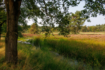 Idyllische Landschaft mit Baum, Wiese und Sumpfgebiet an einem sonnigen Tag