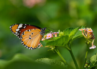A butterfly is a colorful, winged insect known for its delicate beauty and graceful flight.