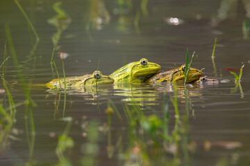 The pond frog is a common amphibian found in and around freshwater ponds, lakes, and slow-moving streams. It is known for its smooth, moist skin, powerful jumping legs, and loud, croaking call. 