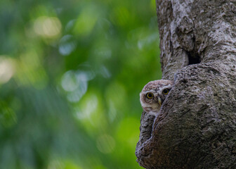 The Spotted Owl is a medium-sized, nocturnal bird of prey native to Asia. Recognized by its dark...