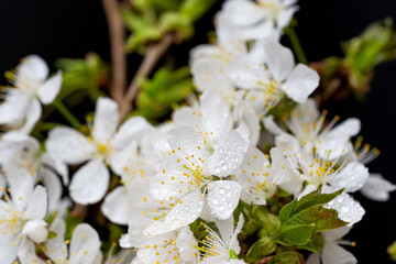 beautiful cherry blossoms close up