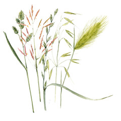 watercolor drawing bouquet of grass plants at white background, hand drawn botanical illustration