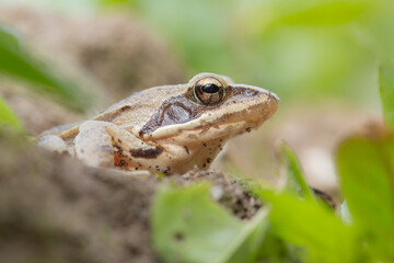 Curious Amphibian Sitting in Grass and Leaves