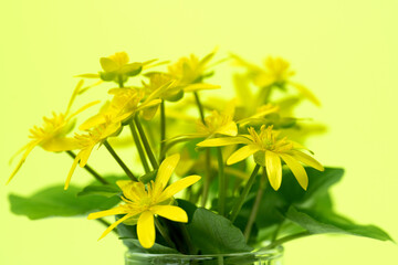 yellow buttercup flower