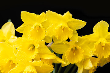 bouquet of yellow daffodils