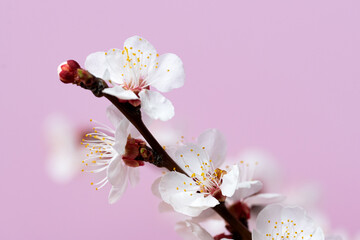 flowering apricot branch