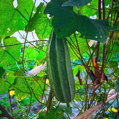 "Square Gourd" is a bright green plant with clear leaf veins. It is a natural image that looks simple but has its own charm.