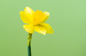 yellow daffodil