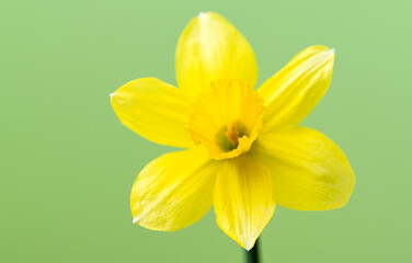 yellow daffodil