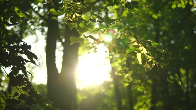 Linden blossom close-up with shallow depth of field in a green park with a sun lighting through the foliage
