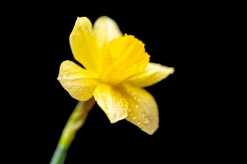 yellow daffodil