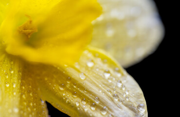 yellow daffodil