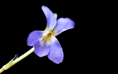 beautiful forest violet