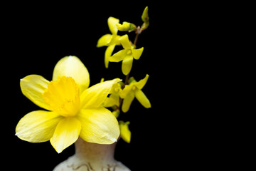 yellow daffodil