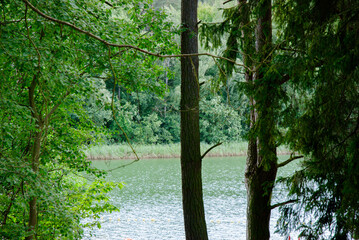 Tranquil forest lake view with lush greenery and trees. Weekend concept near the forest and lake