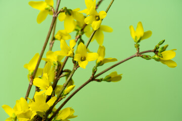Forsythia flowers close-up