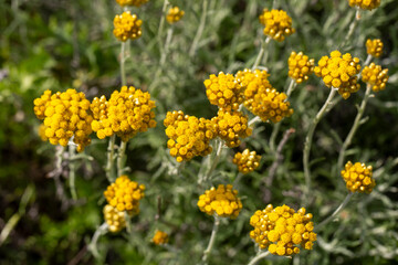 Helichrysum arenarium is also known as dwarf everlast, and as immortelle.