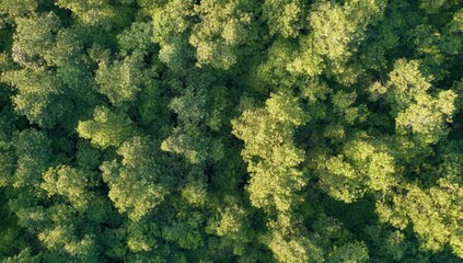 Naklejka premium Dense forest canopy, aerial view. Lush green trees
