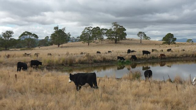 livestock in a meadow, sustainable carbon neutral farming being practiced. regenerative raised cows in a field. agricultural technology innovation.	
