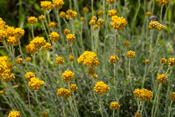 Helichrysum arenarium is also known as dwarf everlast, and as immortelle.