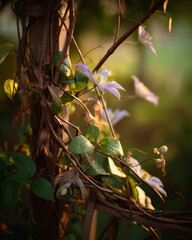 A vine with leaves and flowers is growing on a tree