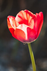 Fototapeta premium Tulips on a blurred background on a sunny April day .