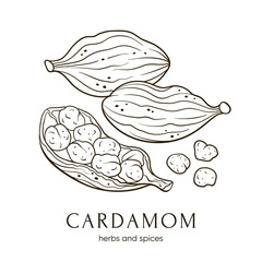Cardamom seeds. Indian spices. Vector hand-drawn illustration