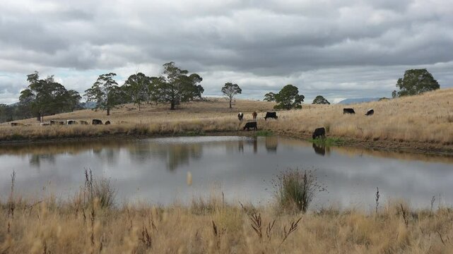 livestock in a meadow, sustainable carbon neutral farming being practiced. regenerative raised cows in a field. agricultural technology innovation.	
