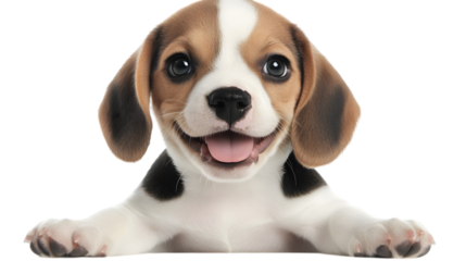 Cute Beagle Puppy Smiling Face on Transparent Background Photo