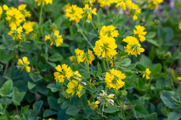 Wild plant with yellow flowers. Scientific name; Trigonella balansae or Trigonella esculenta