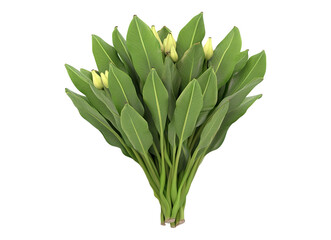 Obraz premium bunch of green plantains
