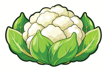 cauliflower vector illustration .