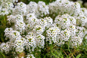 Alyssum is a fragrant and flowering plant genus belonging to the Brassicaceae family.