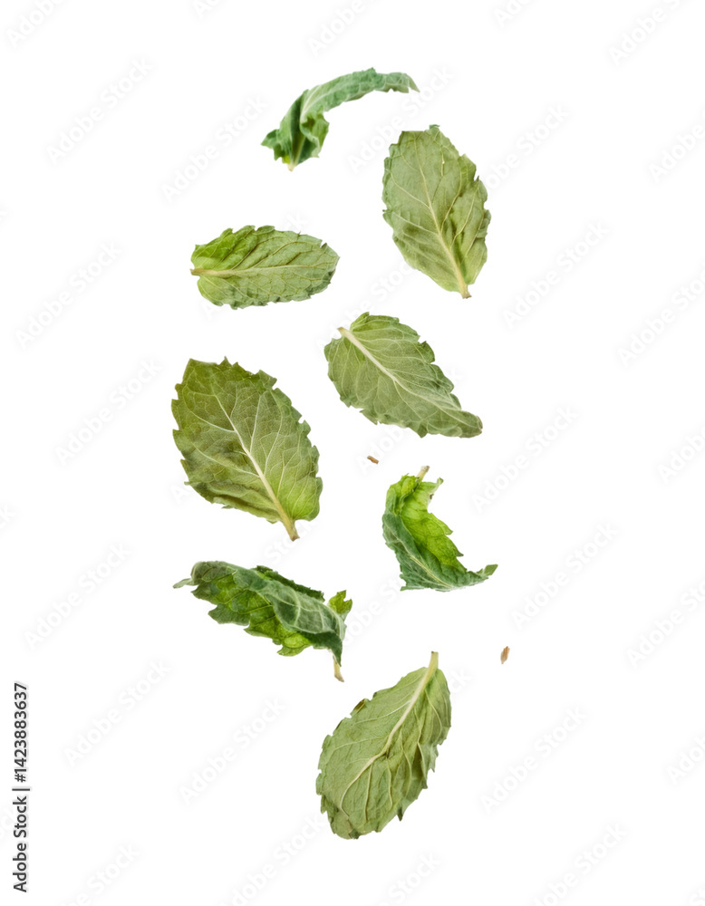 Poster falling dried mint leaves isolated on transparent background with clipping path