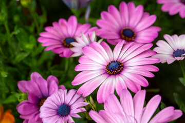 Obraz premium Osteospermum fruticosum flowers in full bloom