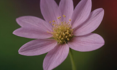 Obraz premium Close-up of a pink flower with green stem