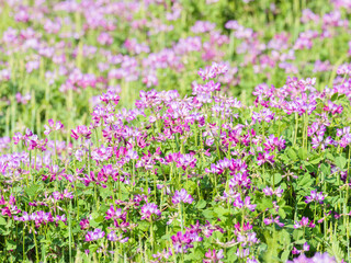 春の風景　蓮華草のピンク色の花06