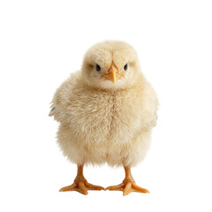 Fototapeta premium Isolated fluffy turkey chick headshot looking confused