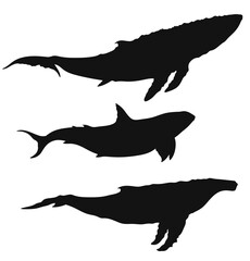 Silhouette of whales of different species, blue whale, bowhead whale, killer whale. Large underwater mammals living in the ocean.
