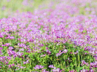 Naklejka premium 春の風景 蓮華草のピンク色の花08