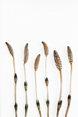 Skrzyp polny na białym izolowanym tle, wiosenne tło dla projektu. 