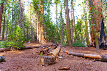 Majestic Sequoia Trees in Sequoia National Park Under Bright Sunlight