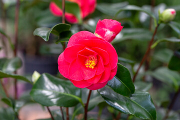 Camellia is the common name of flowering plant species belonging to the genus Camellia of the tea family (Theaceae).