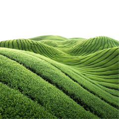 Rolling green tea hills lush landscape nature scenery